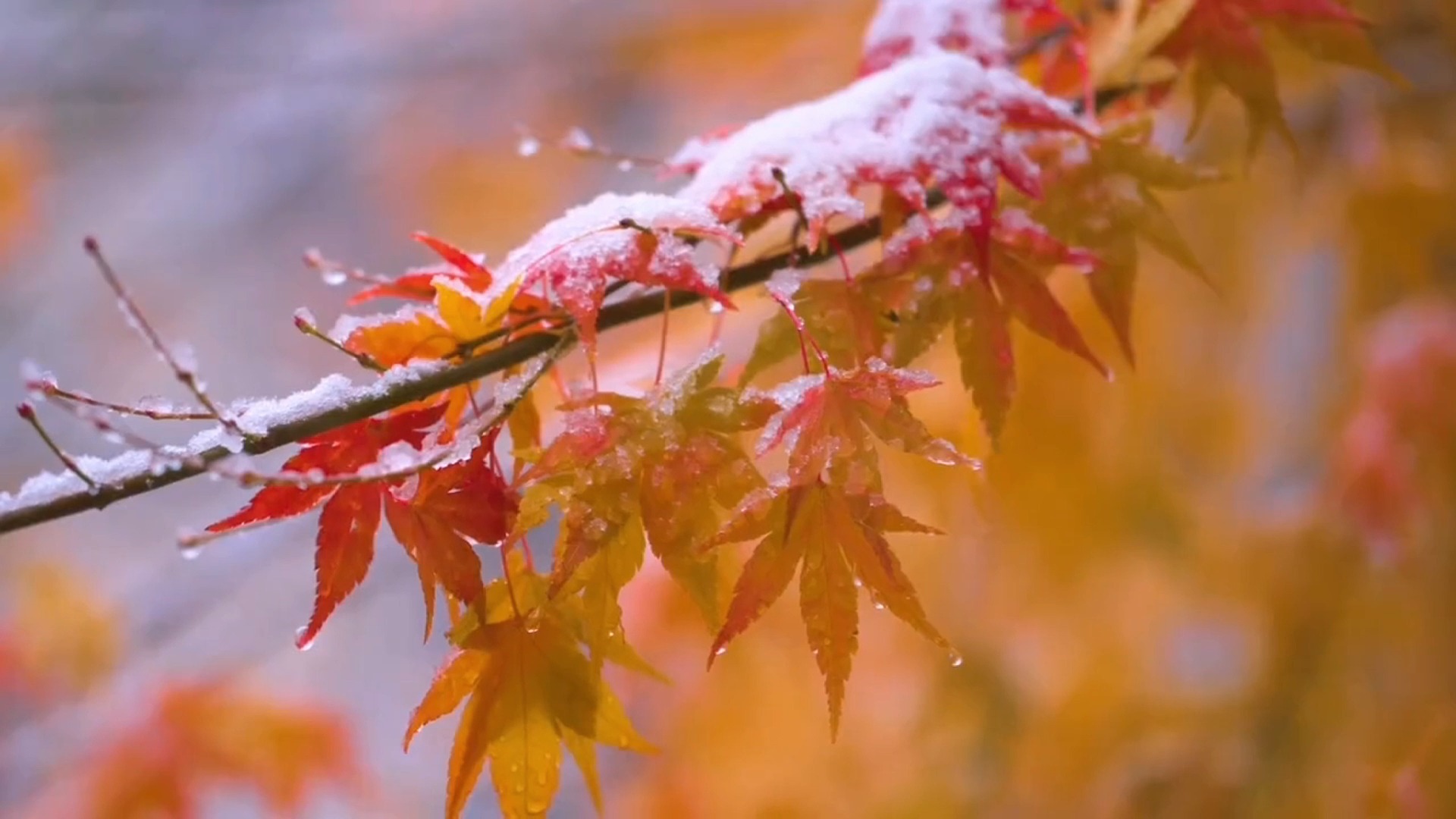 新疆最美纯音《Bilmidim》犹如都塔尔琴弦上的涟漪