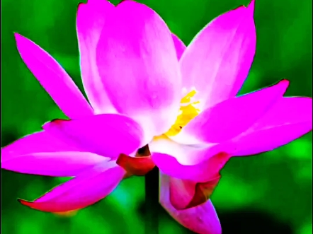 秋日荷花分外艳#荷花#风景@哔哩哔哩创作中心