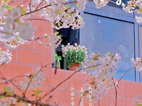 花开富贵，香满园，迎新年