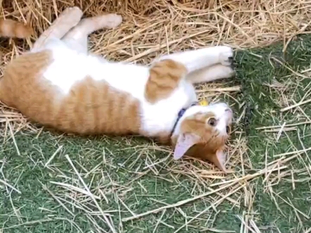 网友们，你们看，这是我的偶像鞠婧祎的快乐小猫咪。