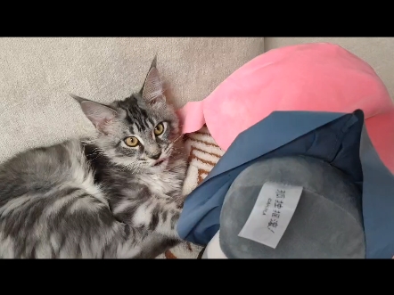 【孤独摇滚】震惊！知名乐队吉他手被霸凌！！偷拍到波奇酱被霸凌视