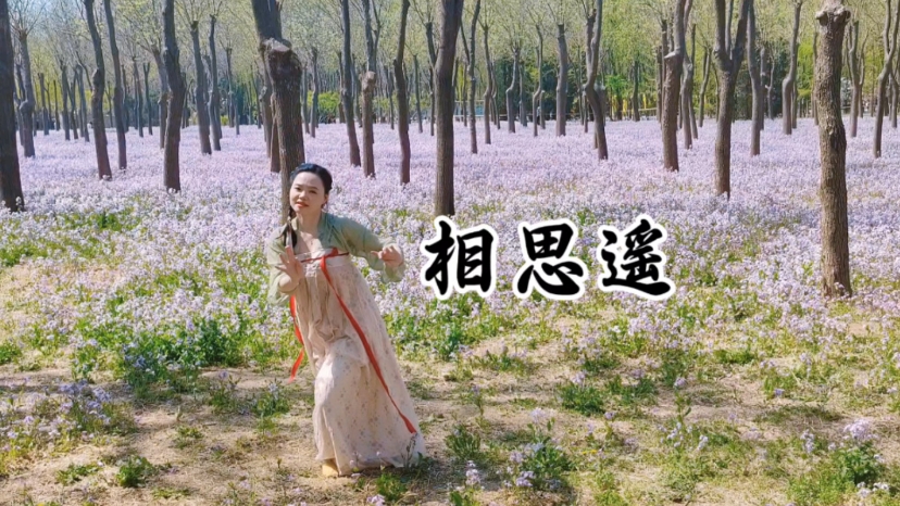 只有春日的二月兰才配得上《相思遥》这么动人的曲子-欧叔版