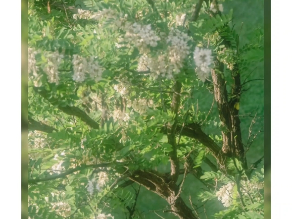 盛夏光影的交织