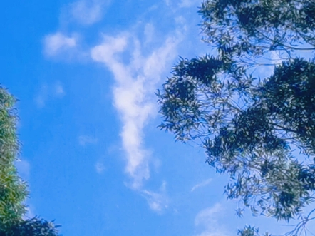 木菠萝也熟啦，湿包甜蜜软糯很好吃哦#摘果记#夏日的快乐@香香