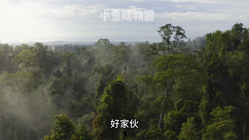 冠斑犀鸟：立志做彼此的天使 一位是天 一位是..... #一代人有