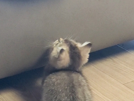 猫猫我呀，要和人玩