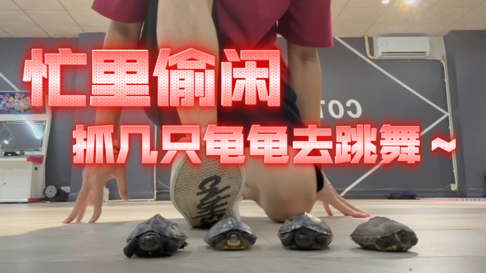 忙里偷闲，抓几只龟龟去跳舞～
