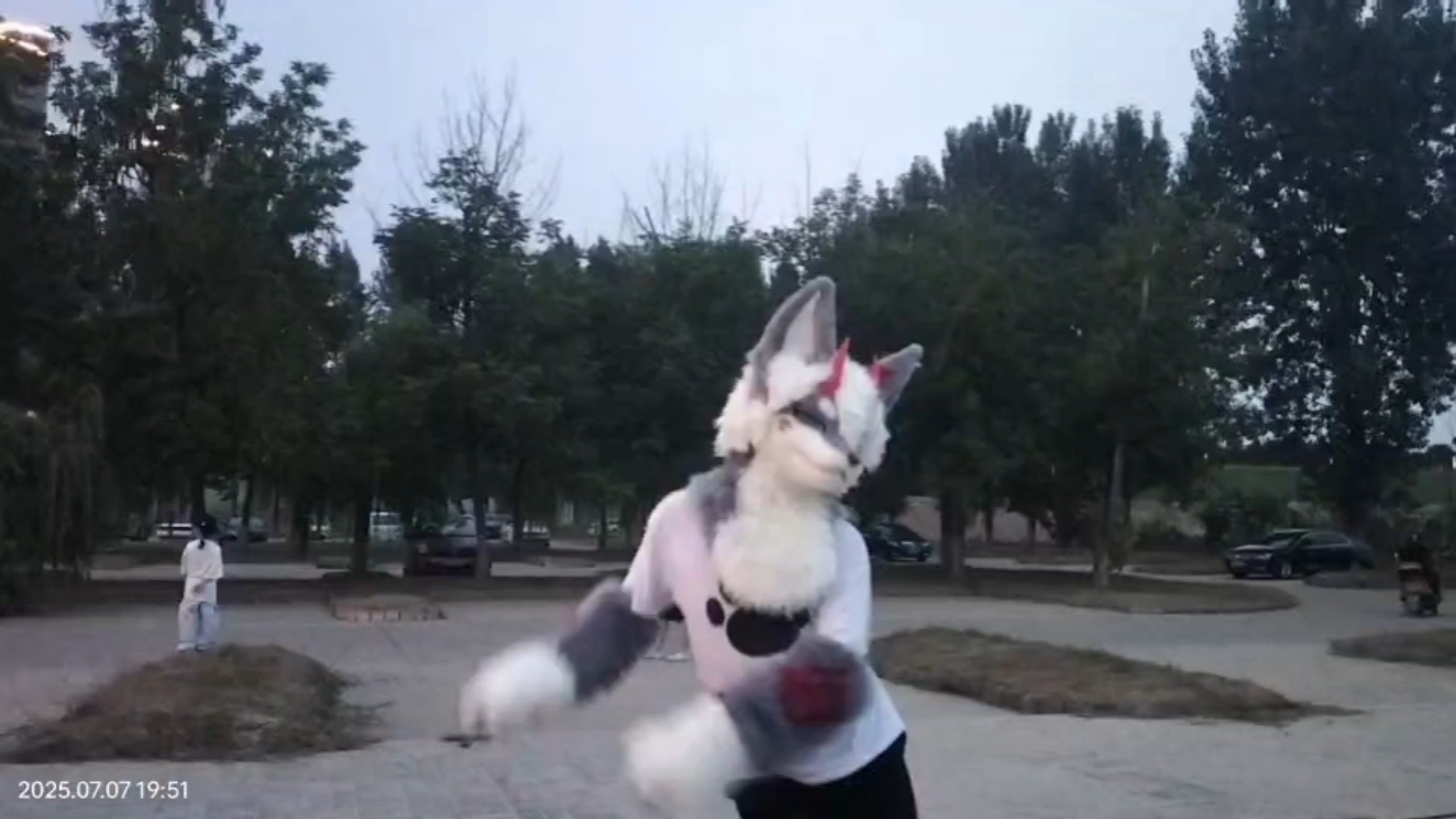 真的不来看看龙狐跳舞吗？