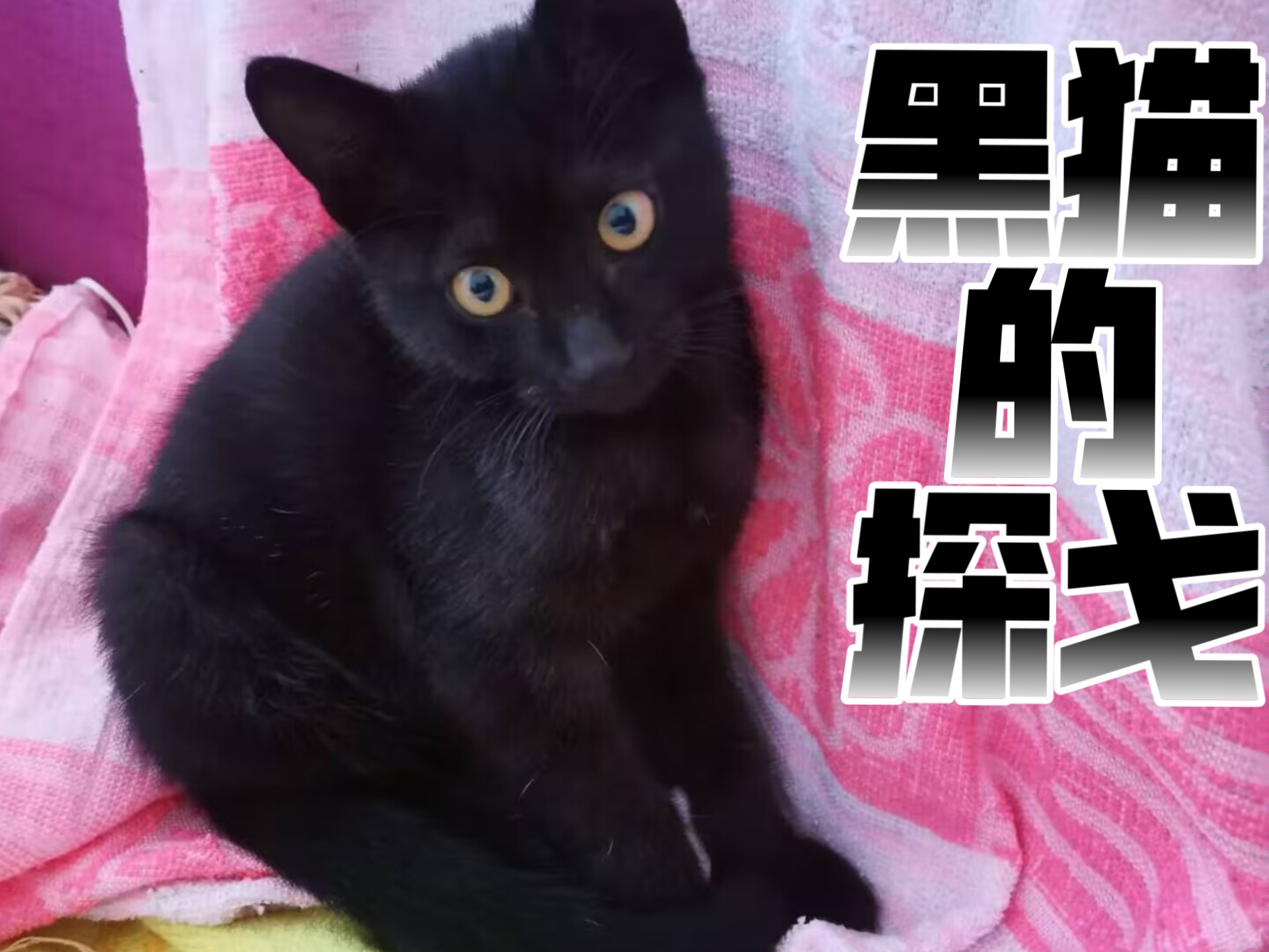 【黑猫的探戈】黑猫小剧场！