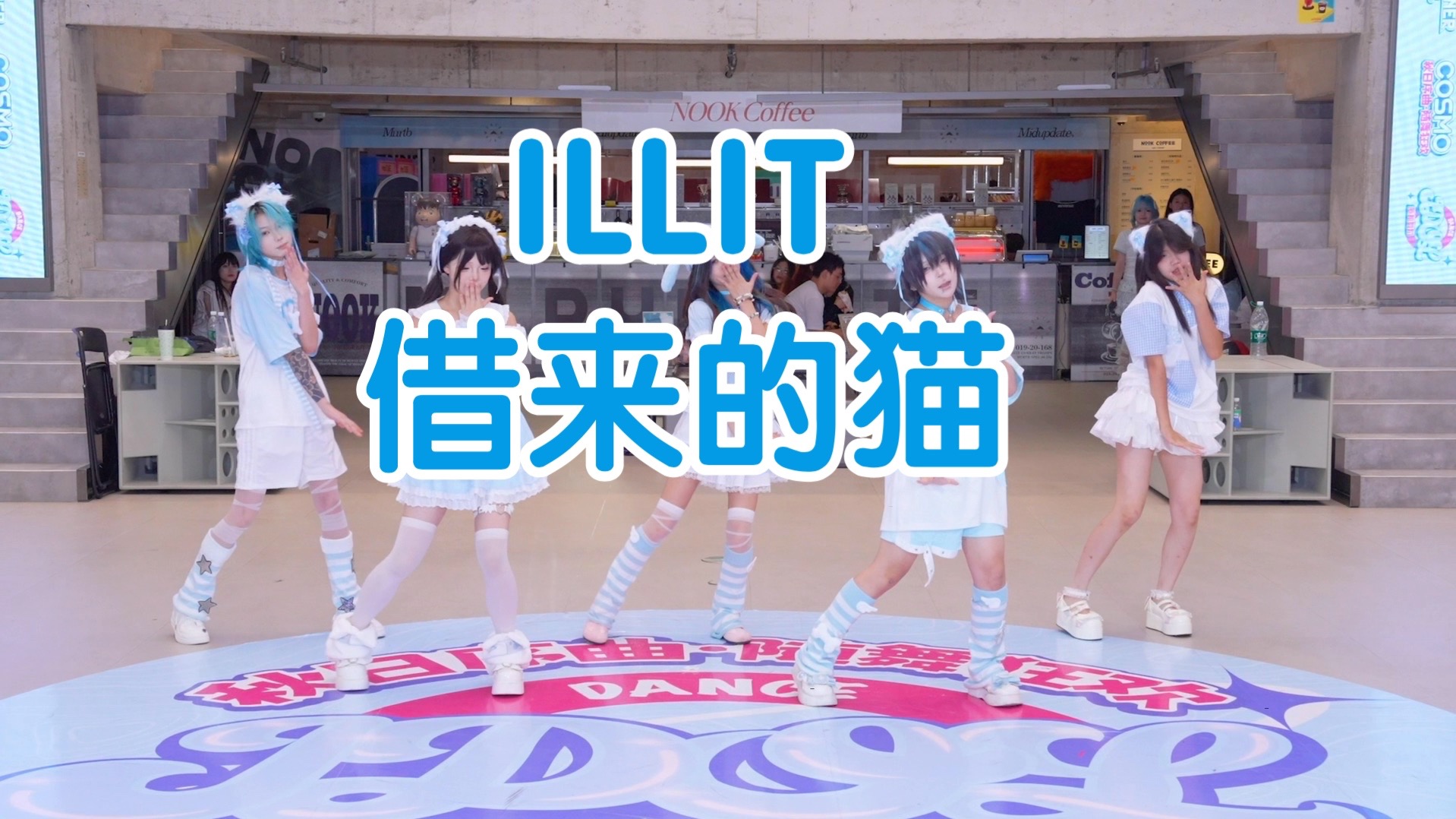 illit-借来的猫 【IDOL随机舞蹈- 限定团】