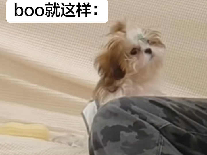 夫胜宽belike（很好代的一只小橘子kkkkkk）