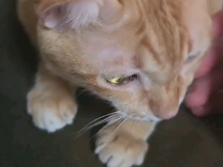 maxnat 虎哥依然很漂亮