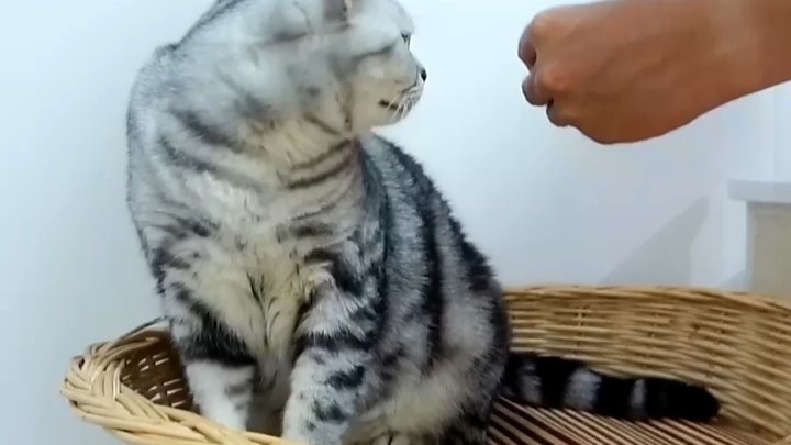 为了猫咪们的健康，要记得定期驱虫哦！