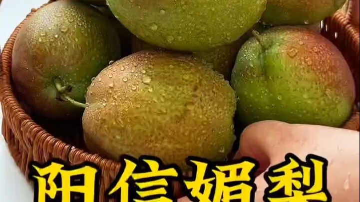 秋天比较干燥可以多吃点梨，山东阳信媚梨口感脆甜甘润汁水超多