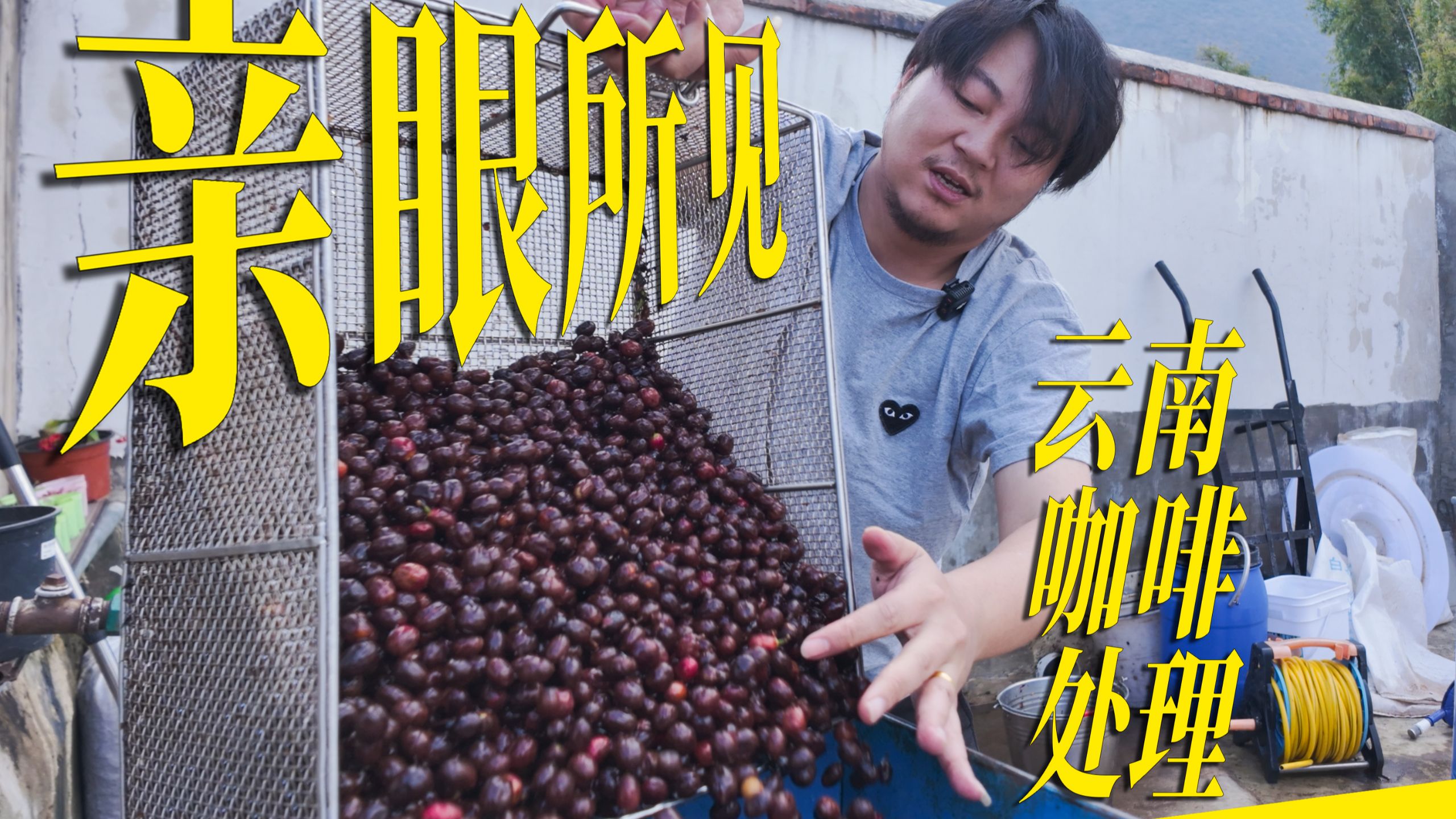 全程亲眼所见！厌氧处理的云南咖啡豆，喝起来怎么样？