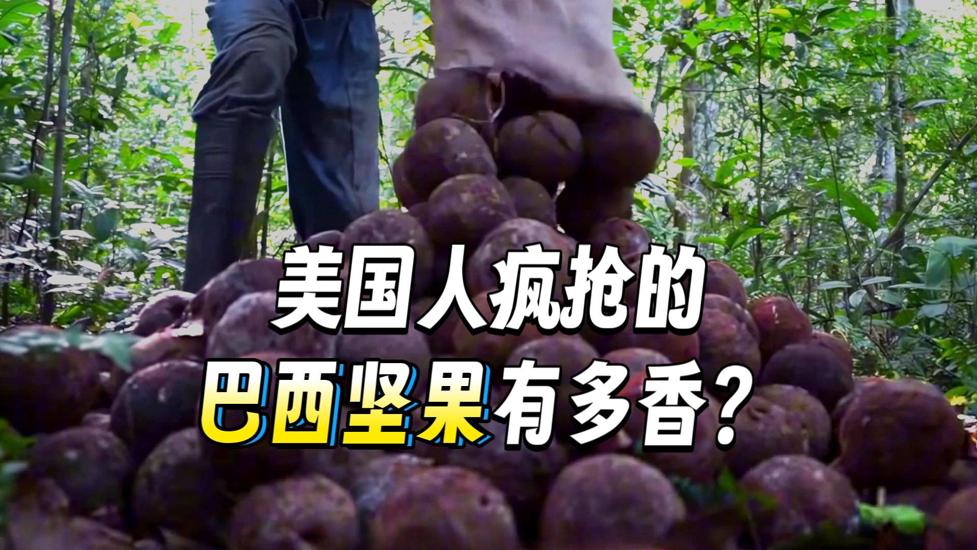原来美国人爱吃的巴西坚果，是这样生产加工的！