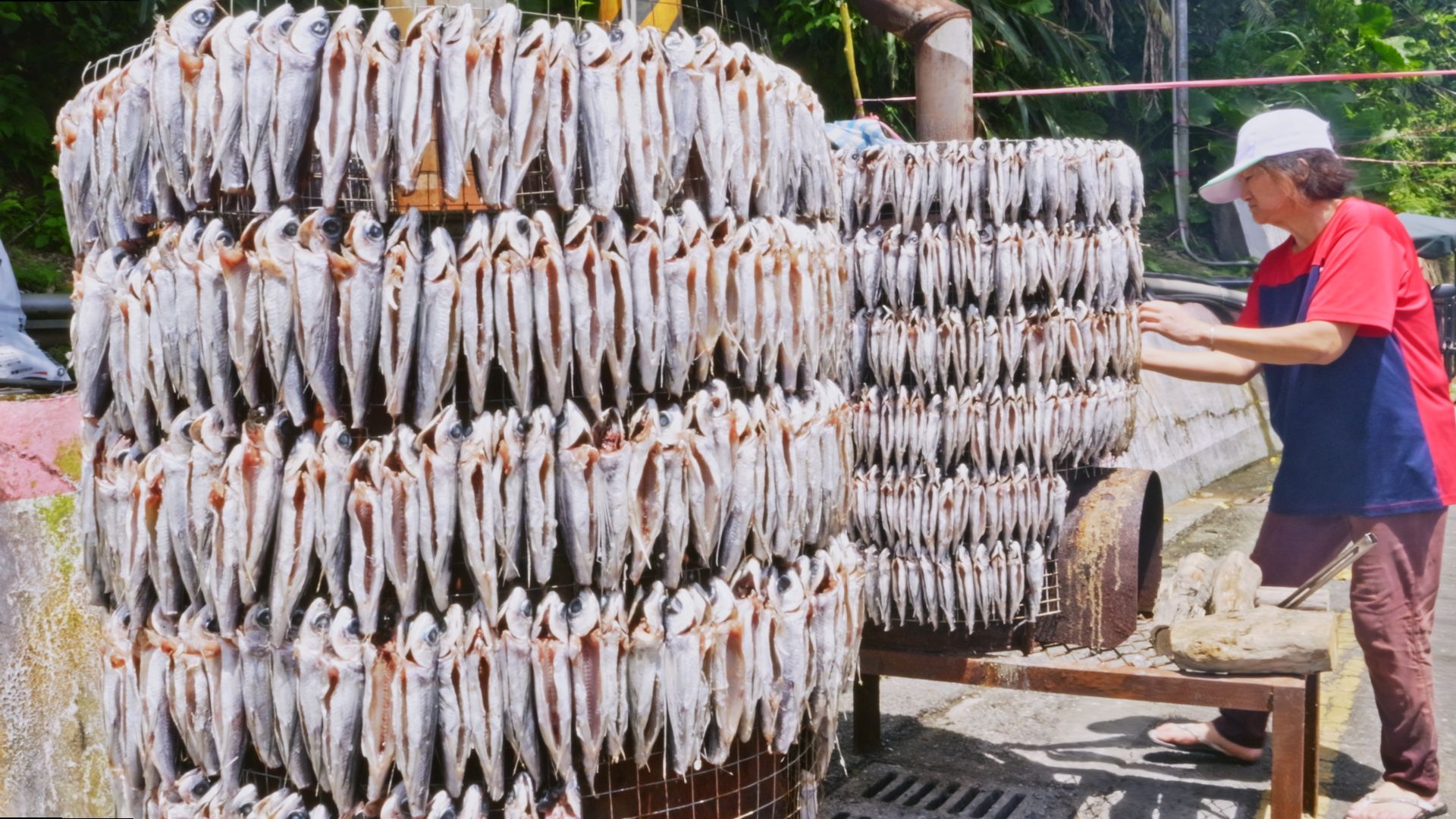 进击的飞鱼！飞鱼大丰收, 烟熏飞鱼制作技巧-凯特食旅