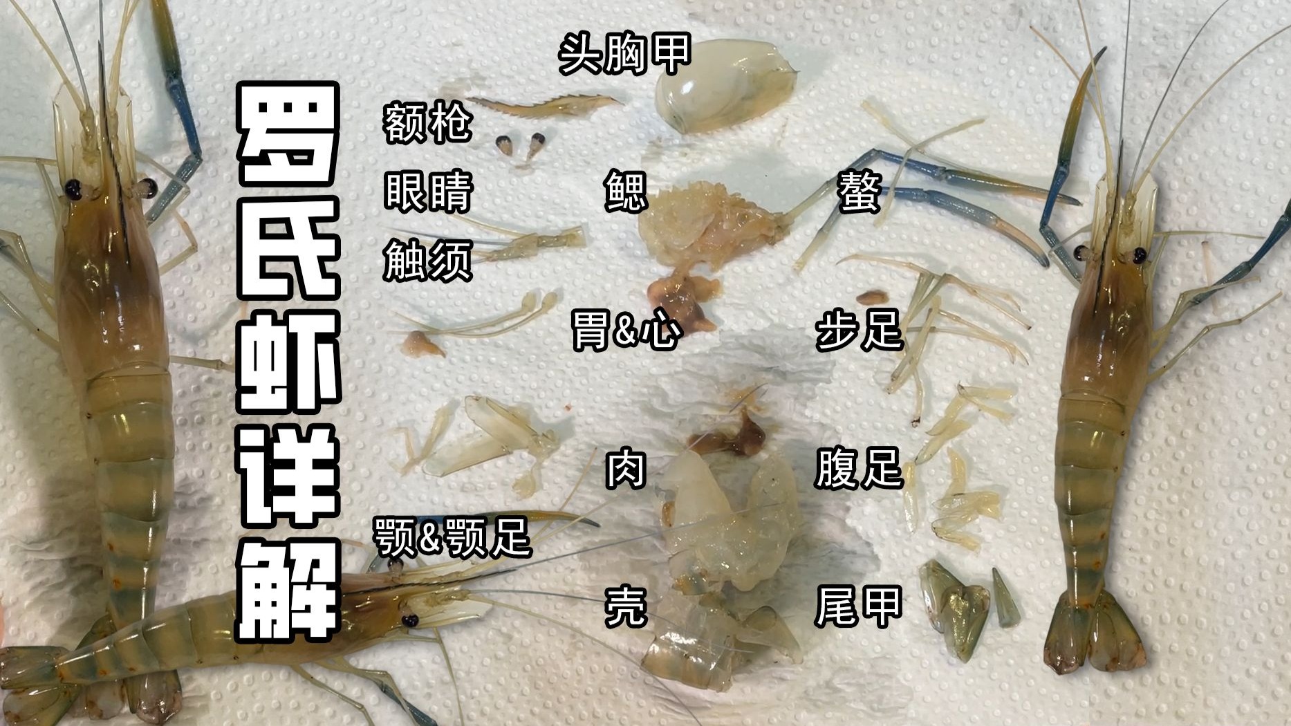 青年大学习！罗氏虾结构详解，分解完做成熟醉来尝尝～