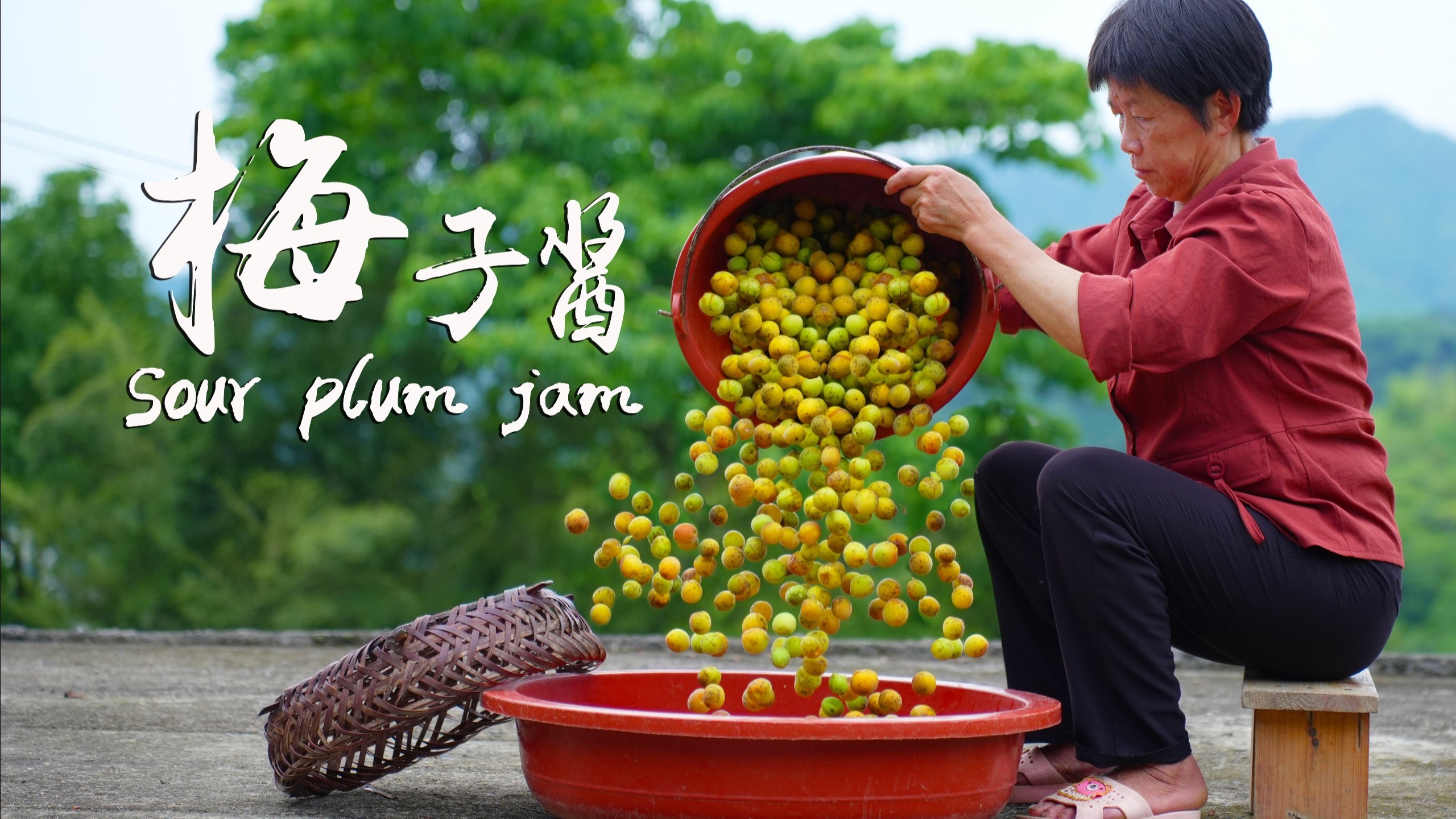 酸梅掉一地金灿灿，捡一桶熬酱腌咸梅，泡酸梅黄瓜果饮卤酸梅鸭吃