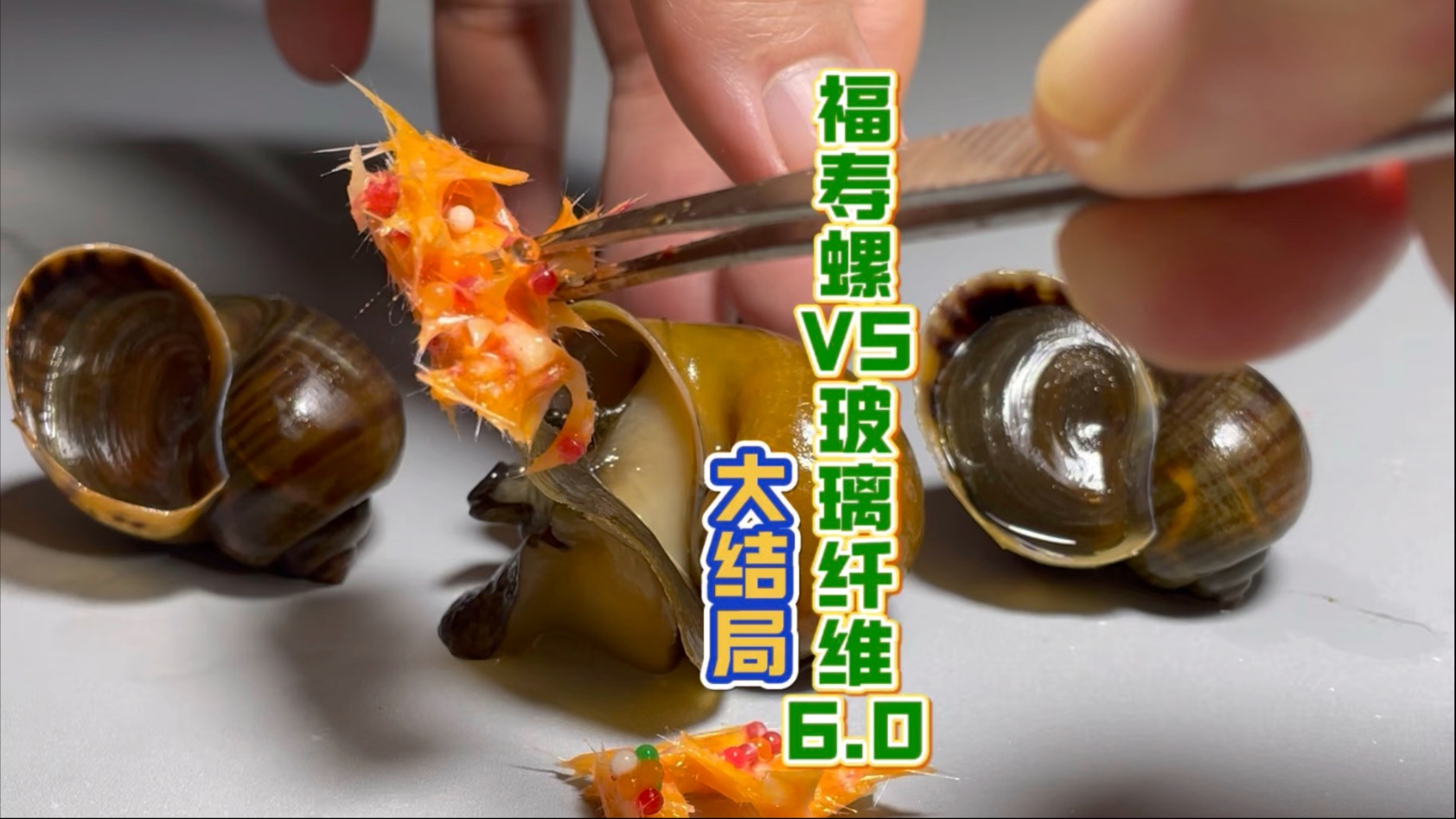 福寿螺VS玻璃纤维6.0之大结局
