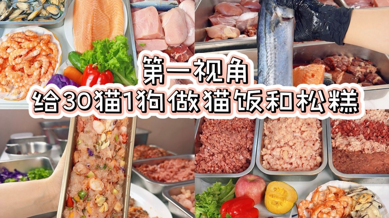 第一视角｜给30猫1狗做猫饭和松糕