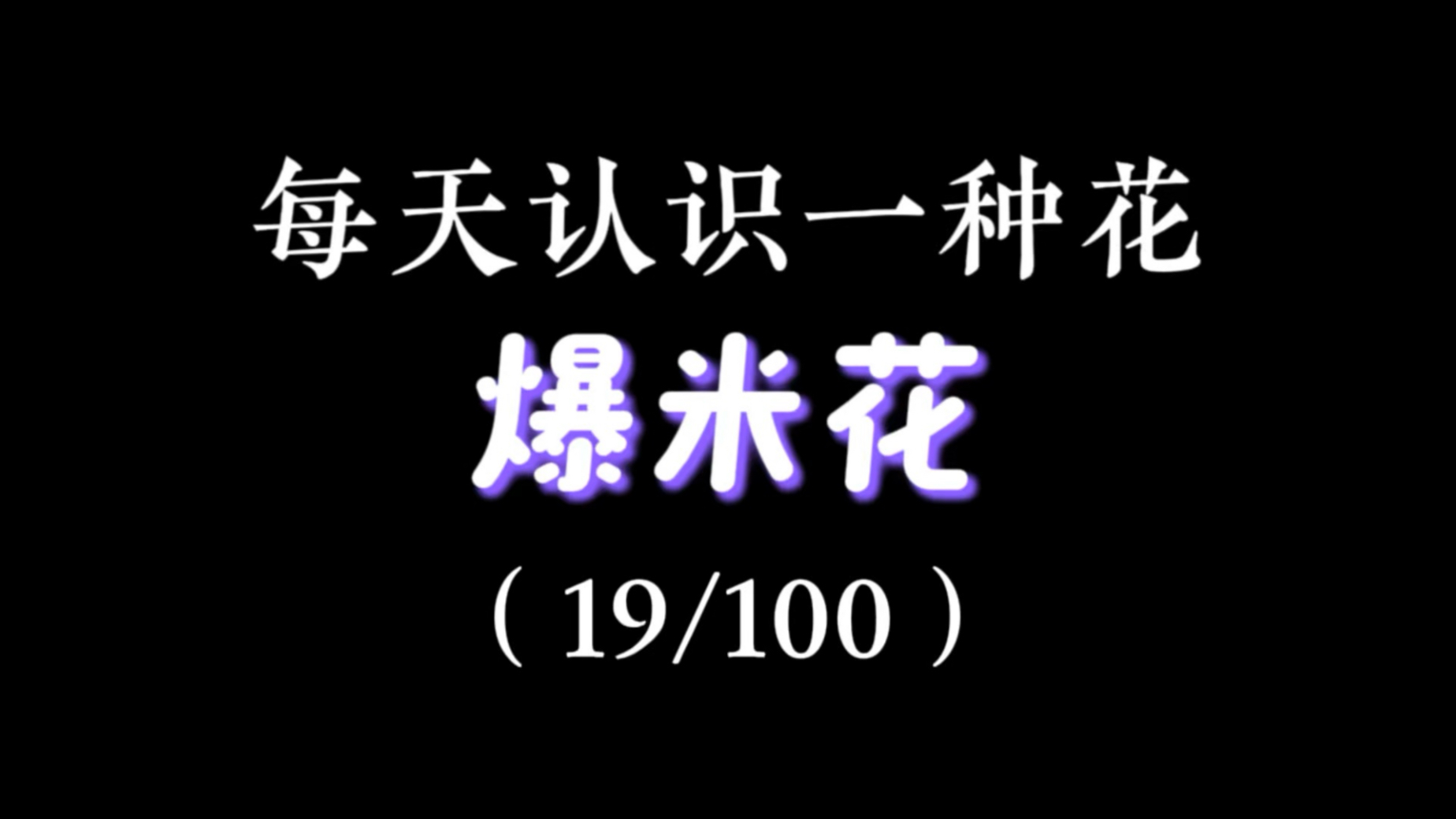 爆米花的花语是瞬间的惊喜与绵长的温暖