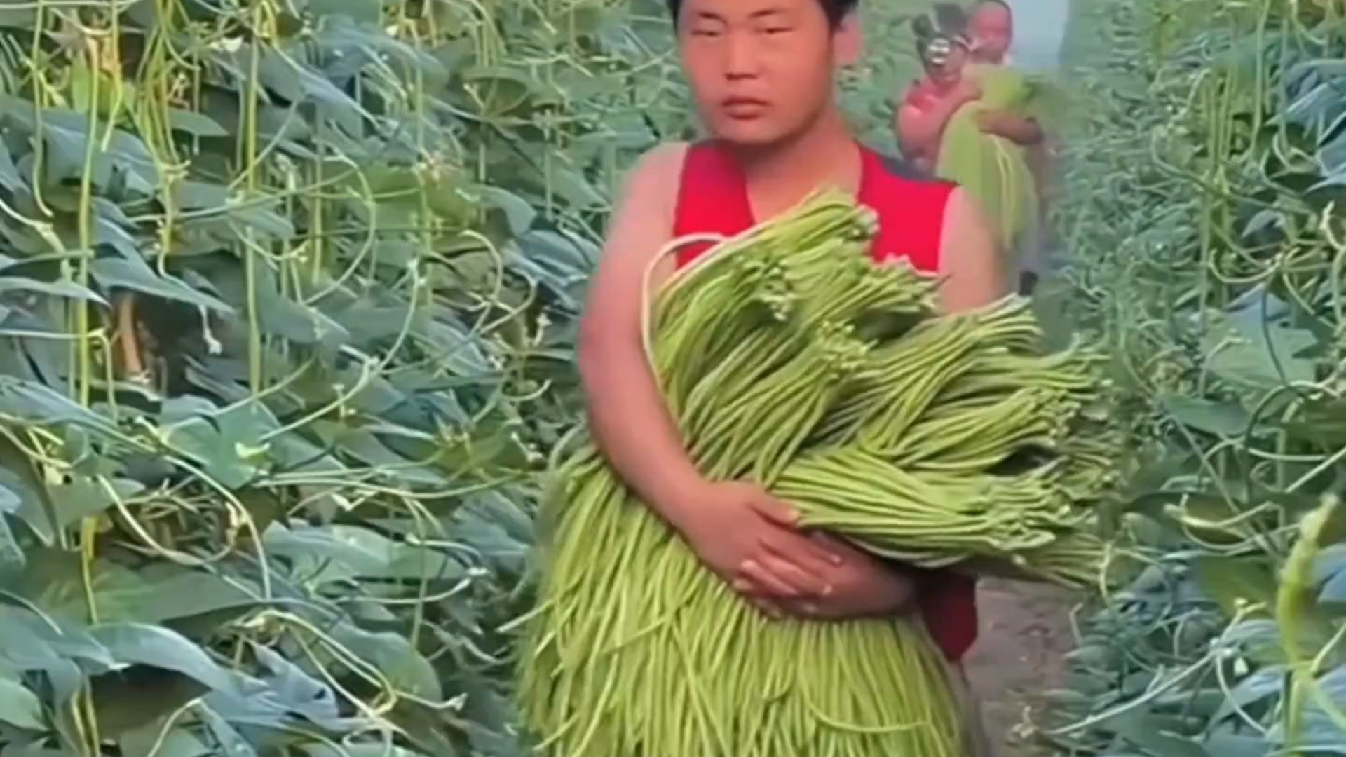 山东的豆角吃不完根本吃不完