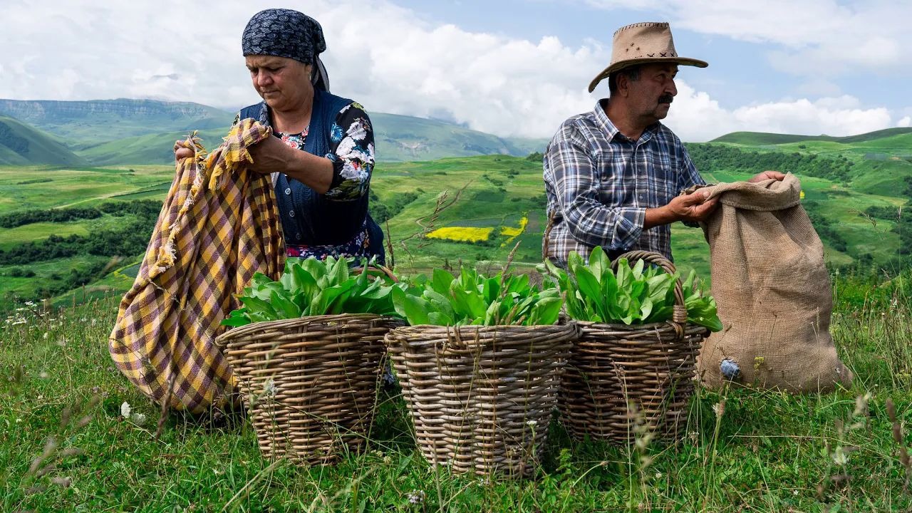 野菜酸馅饼，吃这种大馅饼还要这么麻烦的食材，野外采摘菜做酸菜