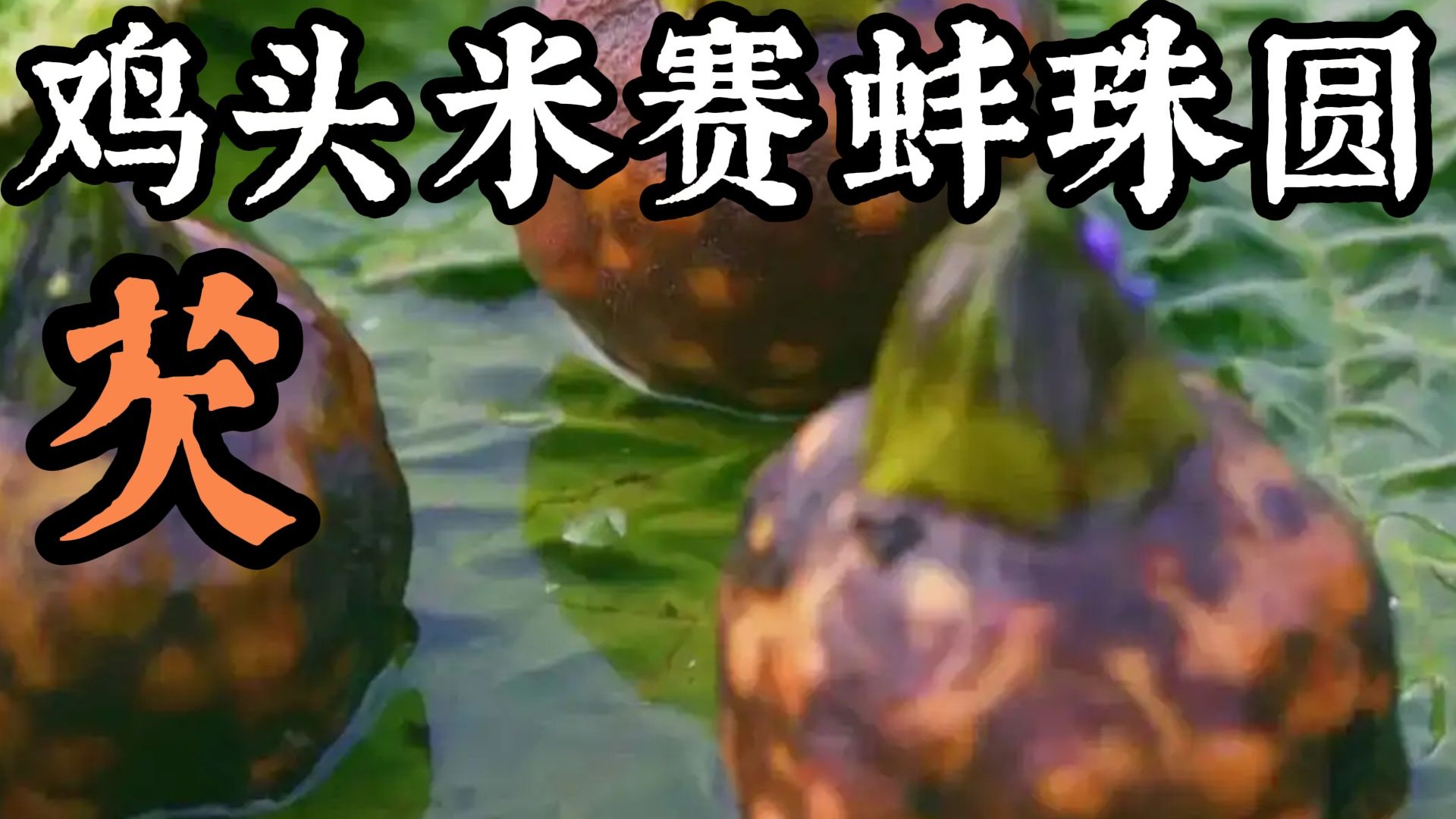 最是江南秋八月,鸡头米赛蚌珠圆，50元一斤的鸡头米好吃吗？