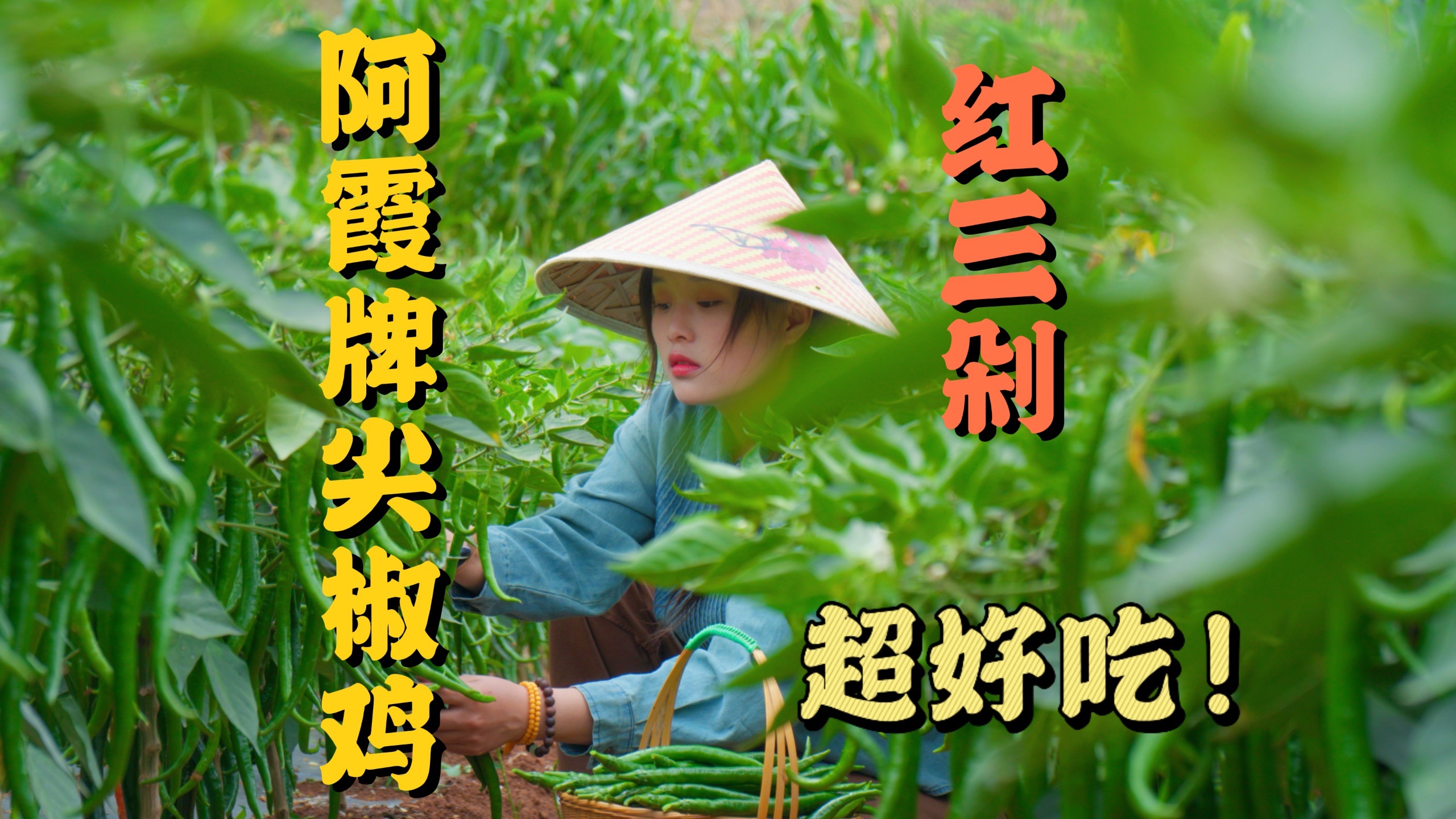 西南地区做菜必不可少的尖椒已经成熟了，