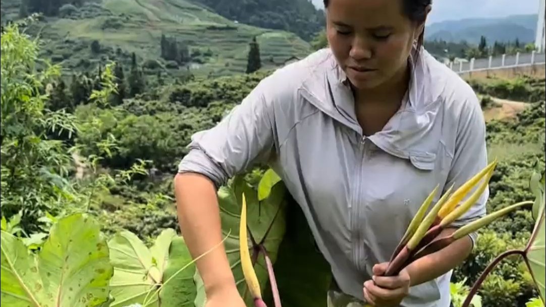 今天都要做一道，我们云南这边的美食了，来地里面拿点芋头花回家