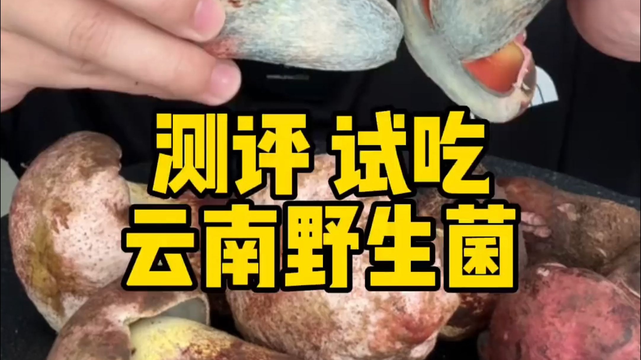云南野生菌试吃合集