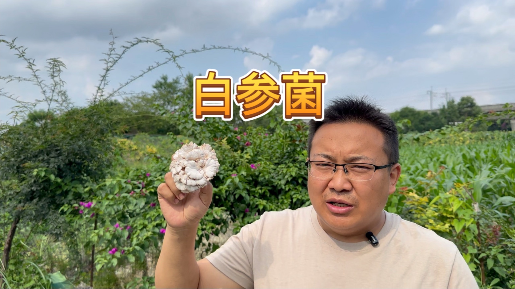 今天给大家推荐一种很好吃的食用菌！这种蘑菇刚刚培育成功不久