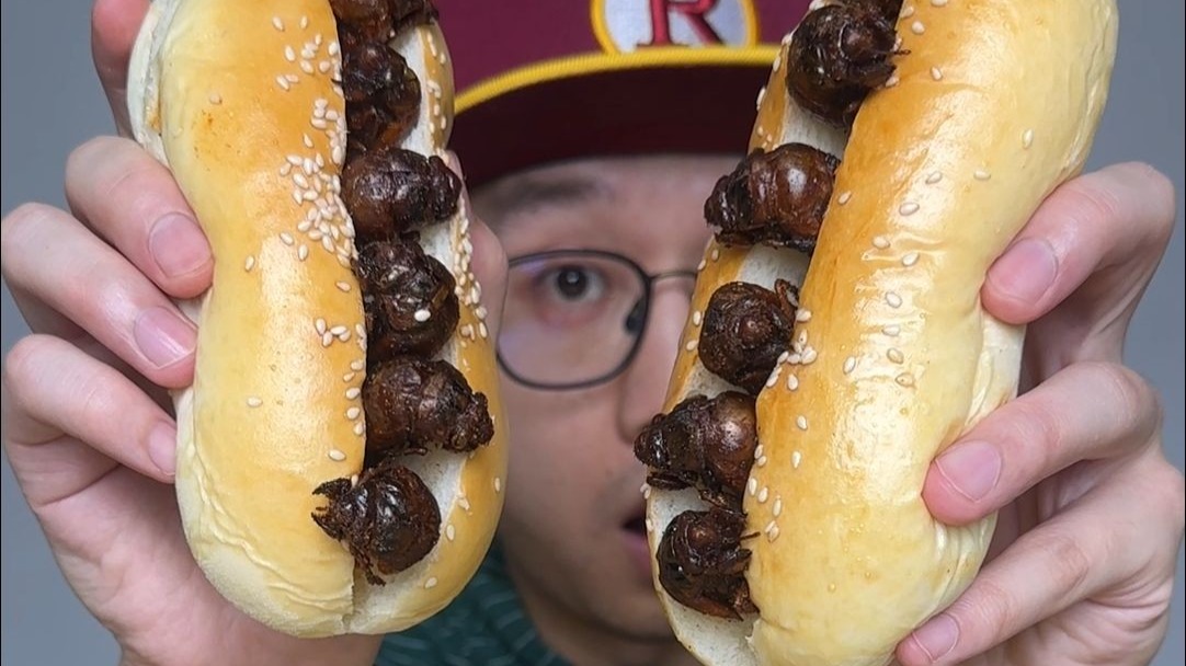 知了猴面包为什么能火，让我康康