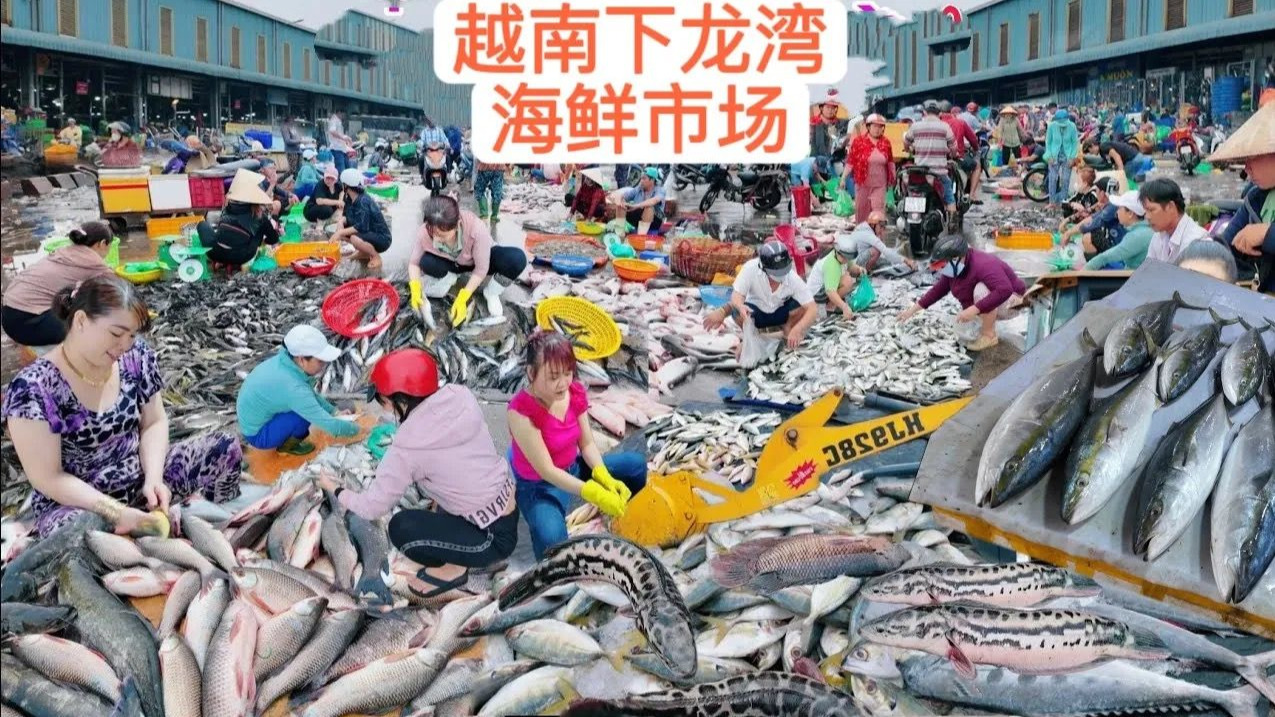 越南下龙湾的海鲜市场，很多新鲜的大鱼