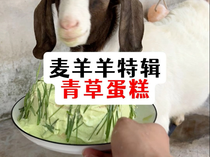麦羊羊青草蛋糕教程