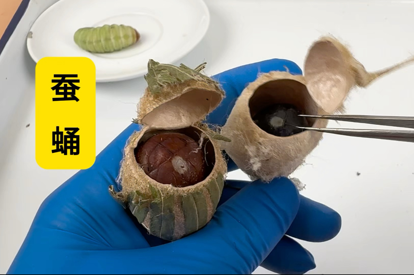 蒿柳蚕蛹与柞蚕蛹有何区别之处，哪种更好吃