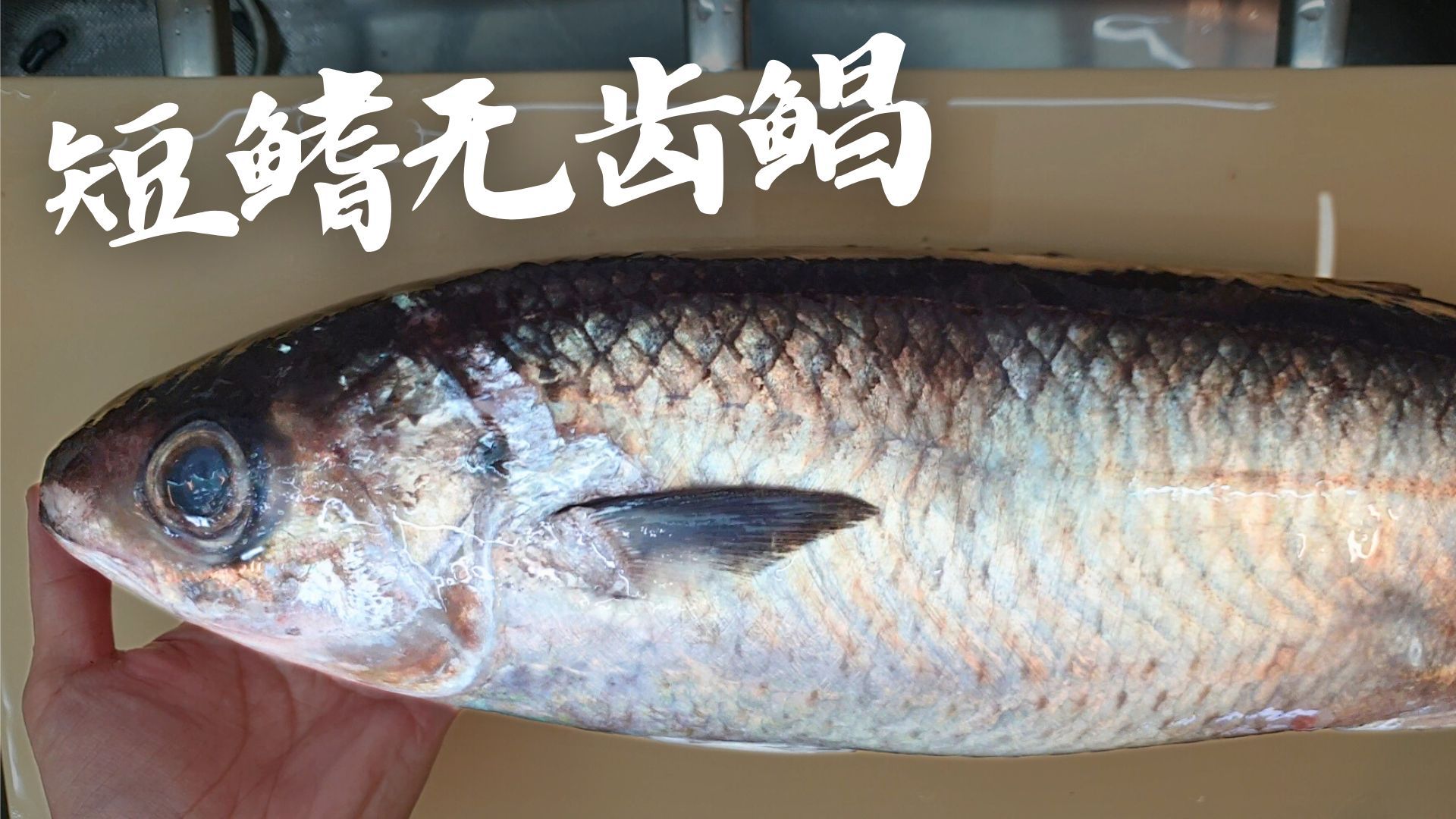 买的时候以为是目鲷 是短鳍无齿鲳