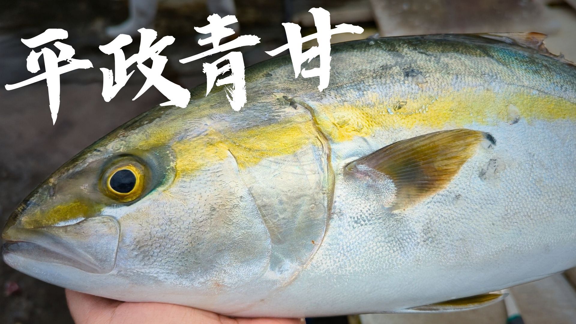 鰤鱼有三种 这种叫平政