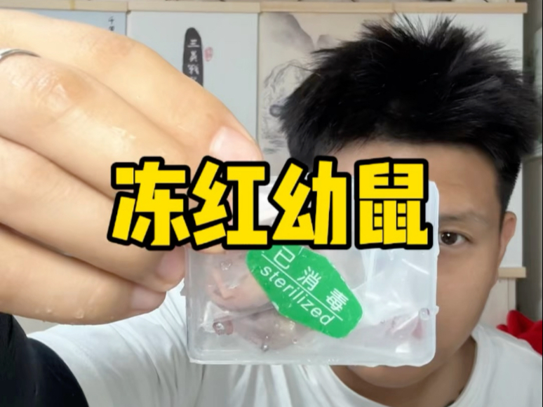 粉丝兄弟寄来的美食，冻红幼鼠，感谢我听海說大哥的投喂！