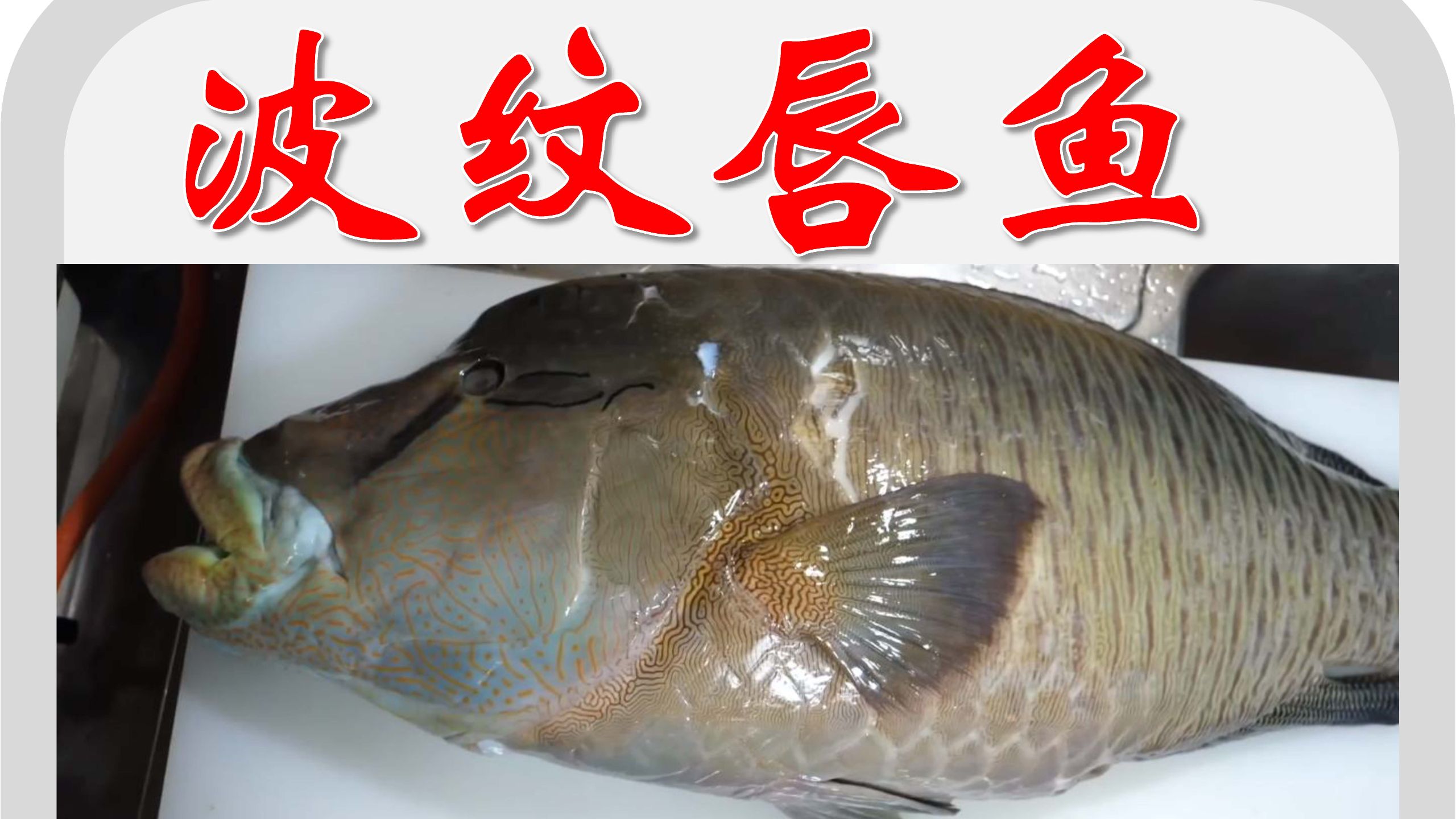 渔人日记之波纹唇鱼的解剖于烹饪