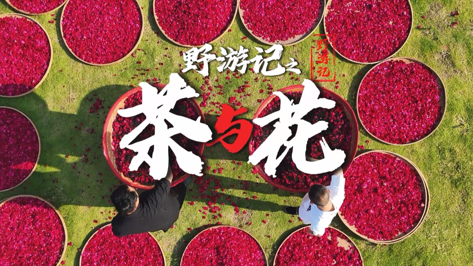 用2000斤鲜花做出来的茶，到底有多好喝？