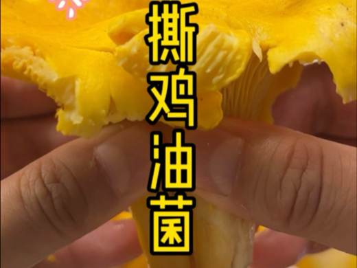 过瘾了，这么早就有这么大的鸡油菌给我撕n