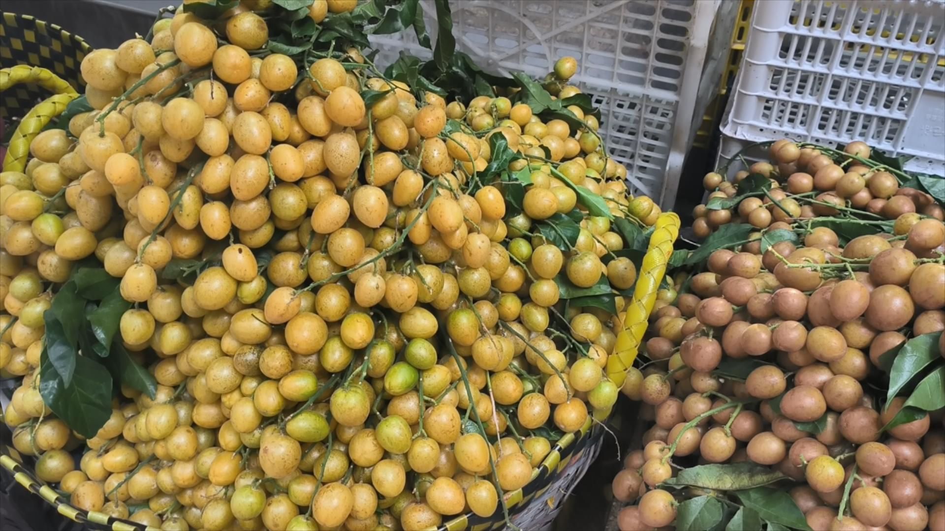 香蜜黄皮上市了，抽10位朋友送