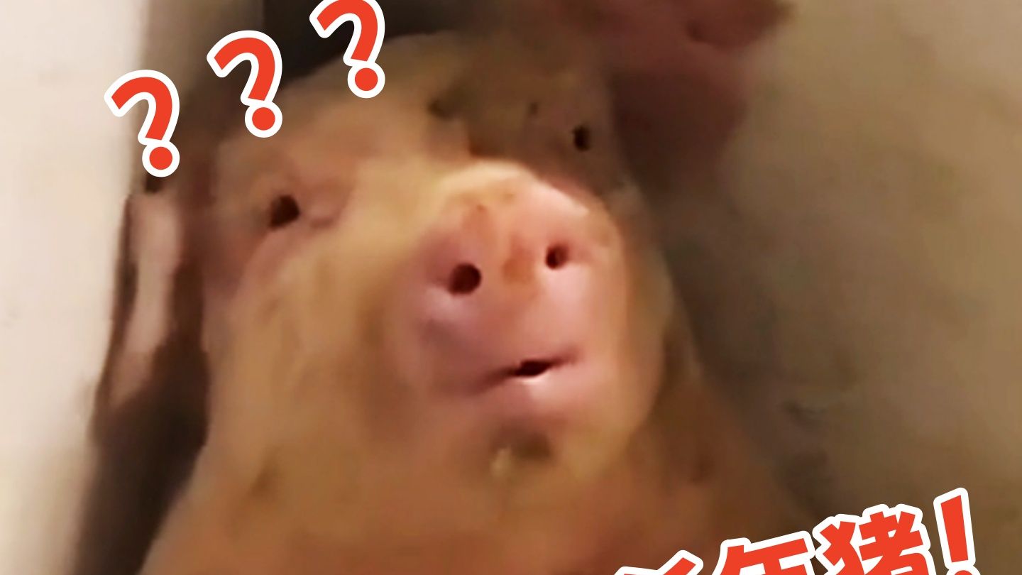 猪：一觉醒来，天塌了！