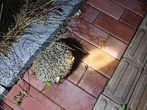 【茄OvO子】视频加载中，速速查收惊喜！