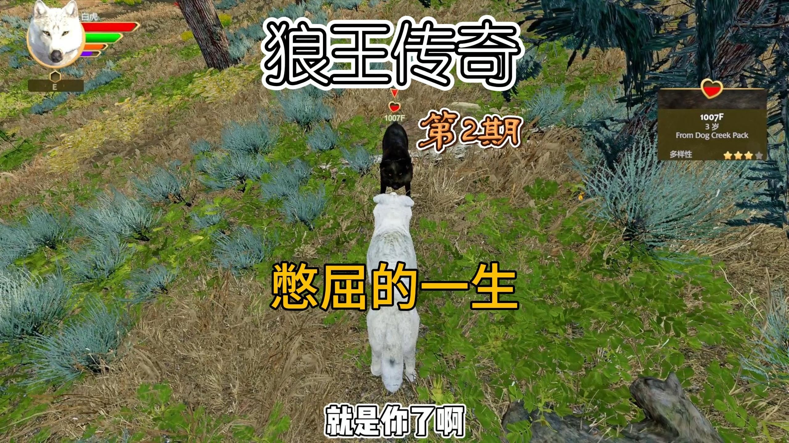 一代狼王憋屈的一生