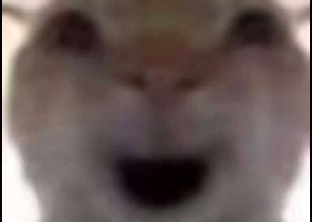 哇塞艘儿大王最帅了（被迫）