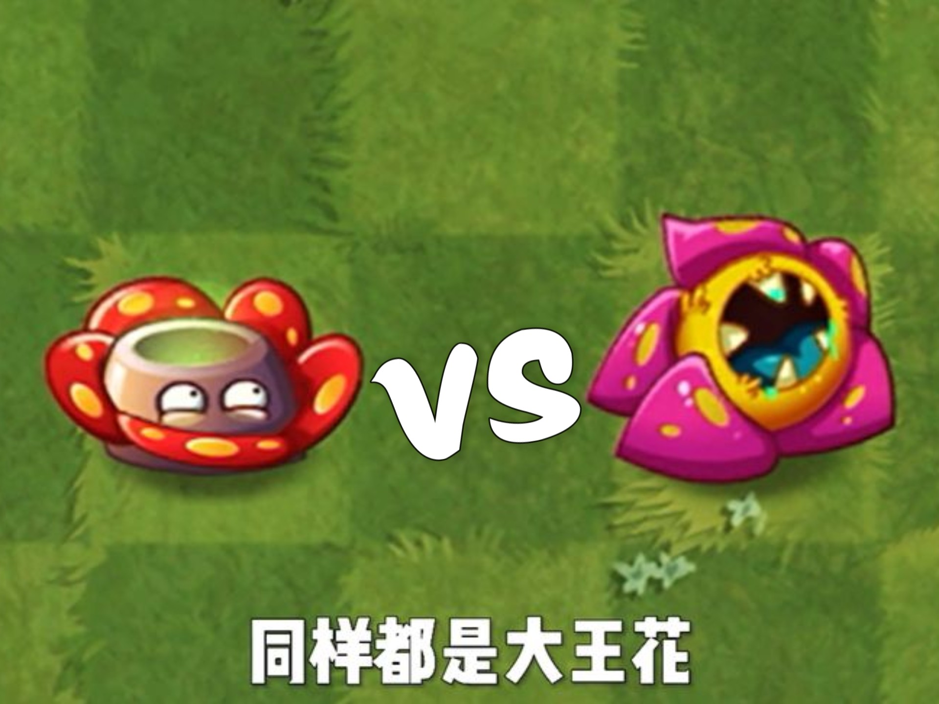 绿卡：大王花与金卡：原始大王花，为啥差距这么大？