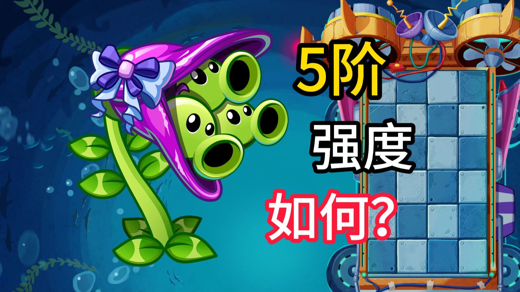 植物评测 海豌豆 5阶强度如何？